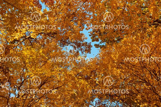 Autumn colors, leaves and trees