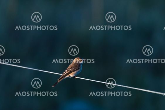 Spotted Flycatcher on a line