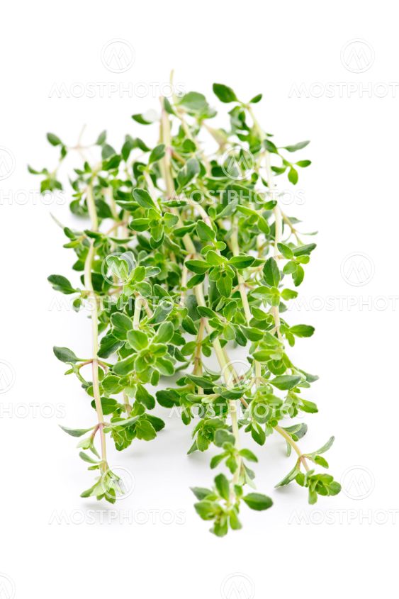 Fresh thyme on white background