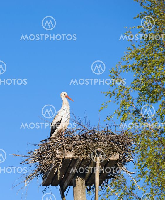 White Stork (Ciconia ciconia) standing on the nest