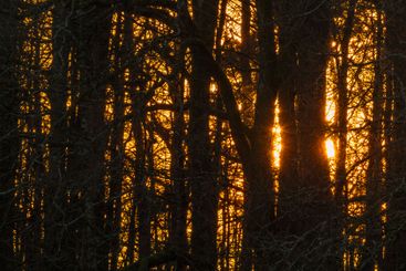 Sunlight filtering through tall trees in a serene...