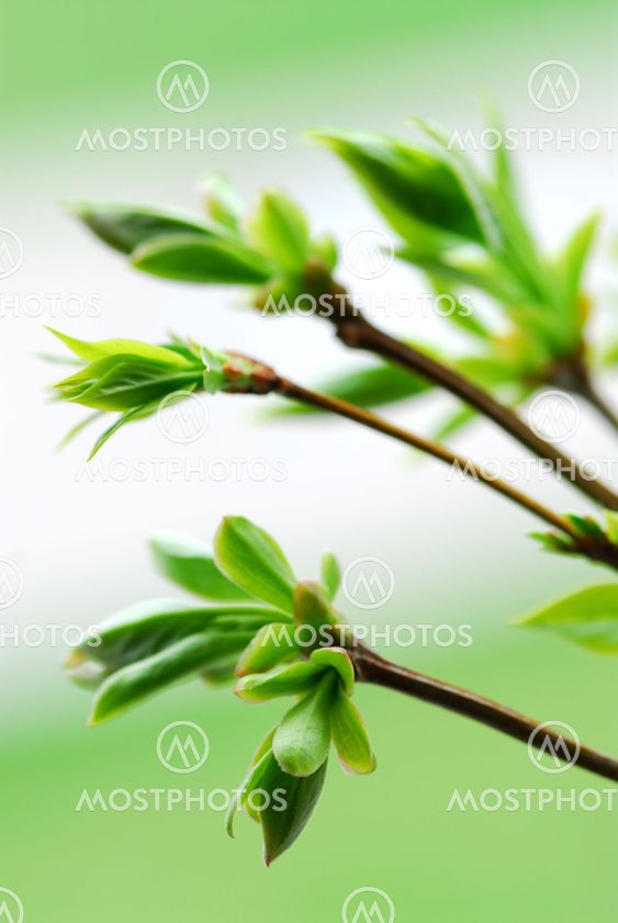 Spring green leaves