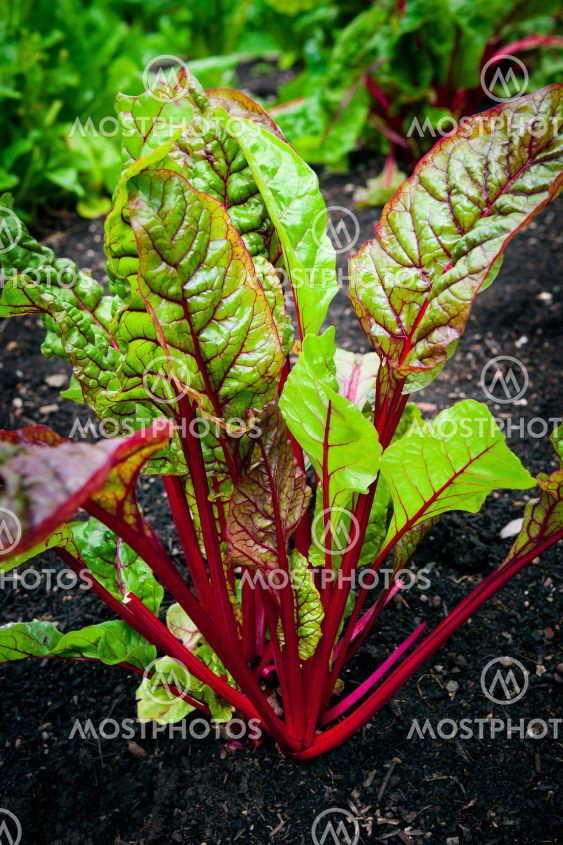 Vegetable garden - beet plant