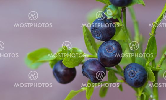 Blueberry sprig