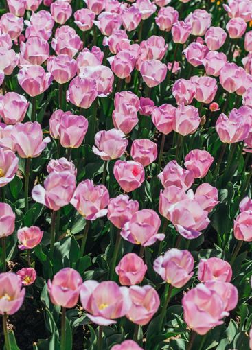 colorful tulips, tulips in spring