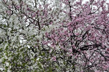 White and pink blossoms on intertwining tree branches....