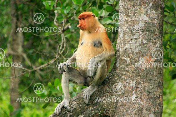 Proboscis monkey sitting on a tree, Borneo, Malaysia