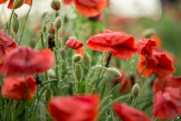 Poppy flower close-up. Summer landscape with red...