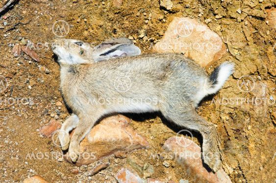 Dead rabbit