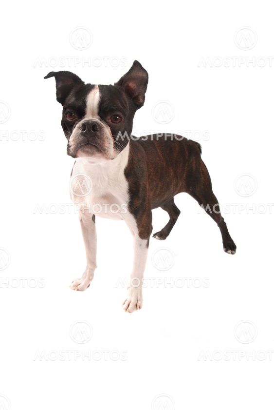 Brindle and White Boston Terrier Stading