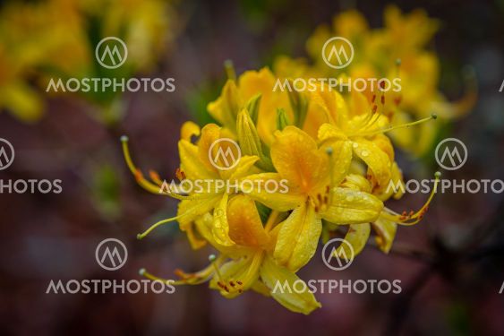 Rhododendron Flower Closeup, Ericaceae Family,...