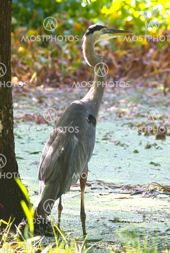 HDR Sand Hill Crane