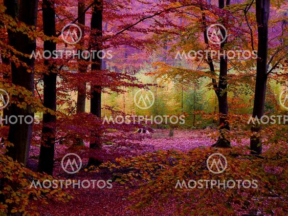 Among The Forest