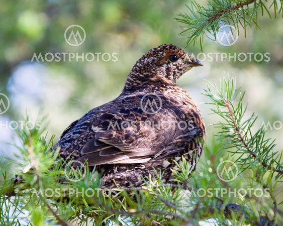 Spruce Grouse