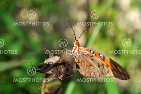 butterfly close up
