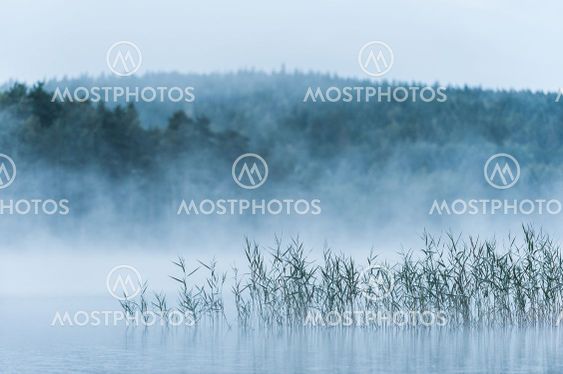 Misty lake with reeds, Sweden