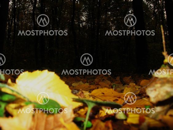 Leaves