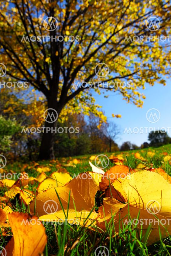 Autumn landscape