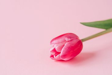One tulip flower on a pink background.
