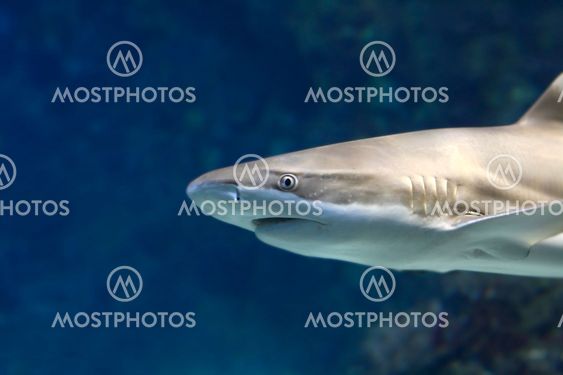 shark