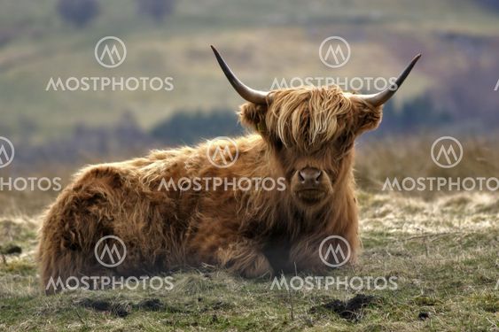 Highland Cow