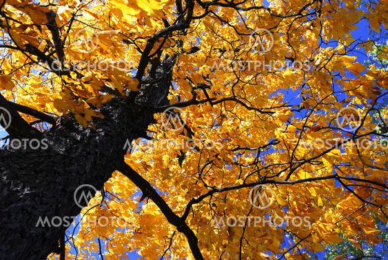 Fall elm tree