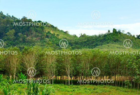 Thai Jungle