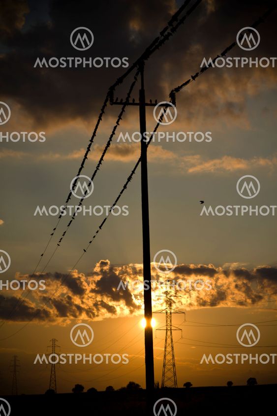 lintuja, energia