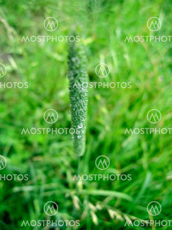 Dew on the leaves