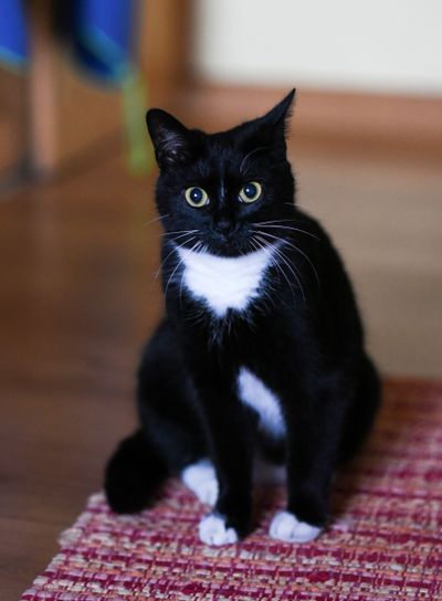 A black and white domestic cat sits on a rug at home