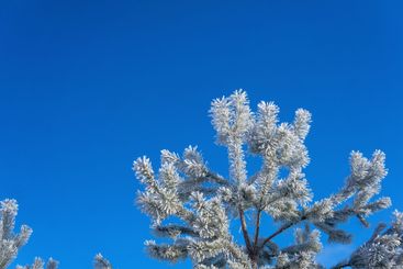 fir branches in hoarfrost against the blue sky