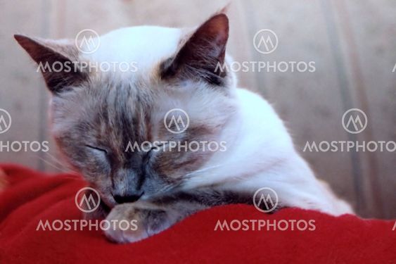 Cat Napping