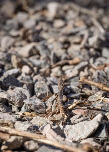 rocks and twigs