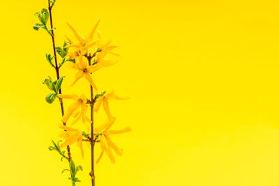 Spring yellow background with forsythia flowers