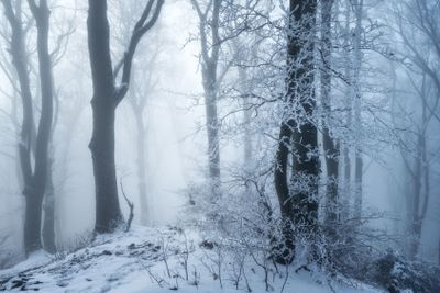 Mystical snowy forest in fog in beautiful winter at...