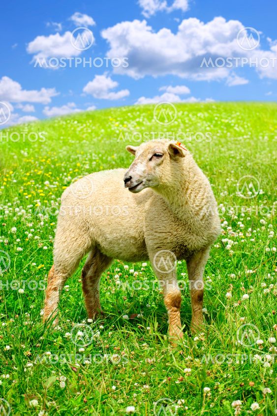 Cute young sheep