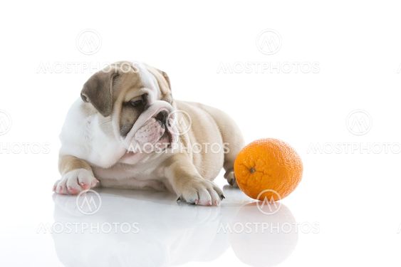 English bulldog puppy with orange isolated