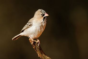 Scaly-feathered weaver perched on a branch