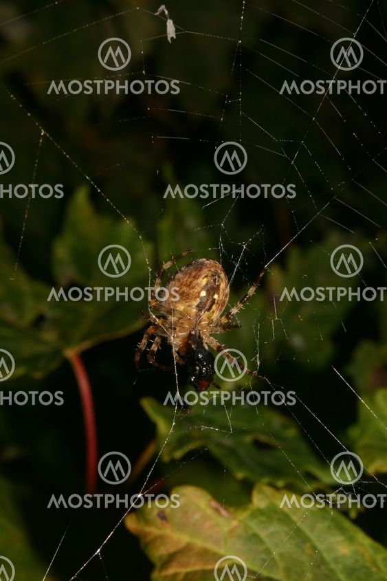 Ristihämähäkki (Araneus diadematus)