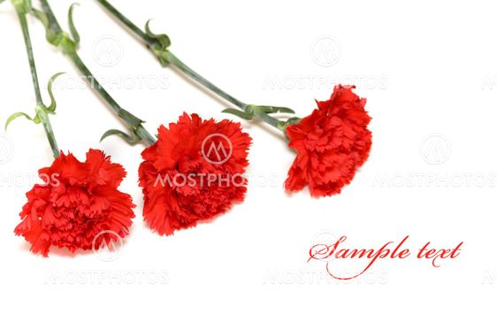 Three red carnations