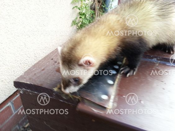 Polecats on outside hutch