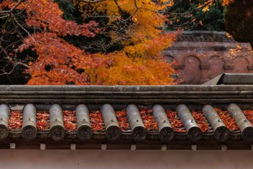 Japanese temple in red maple autumn season travel...