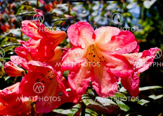 Red and creamy yellow rhododendron blossoms