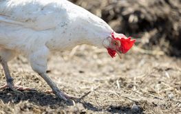 Hen in a farmyard (Gallus gallus domesticus)