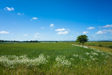 Rural landscape of Scandinavia, Green fields surrounded