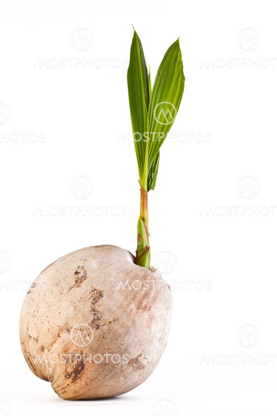 Coconut sprout