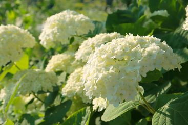 White hydrangea, a large flowering bush in the summer...