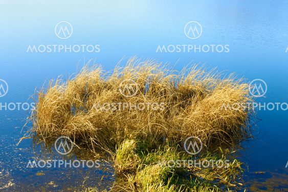 Reeded in the reservoir (II)