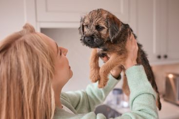 Female Owner Holding And Cuddling Border Terrier Puppy...