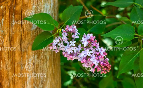 Close up of lilac branches